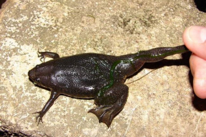 Pipa corvali - skliznuo žaba Pipa corvali - skliznuo žaba